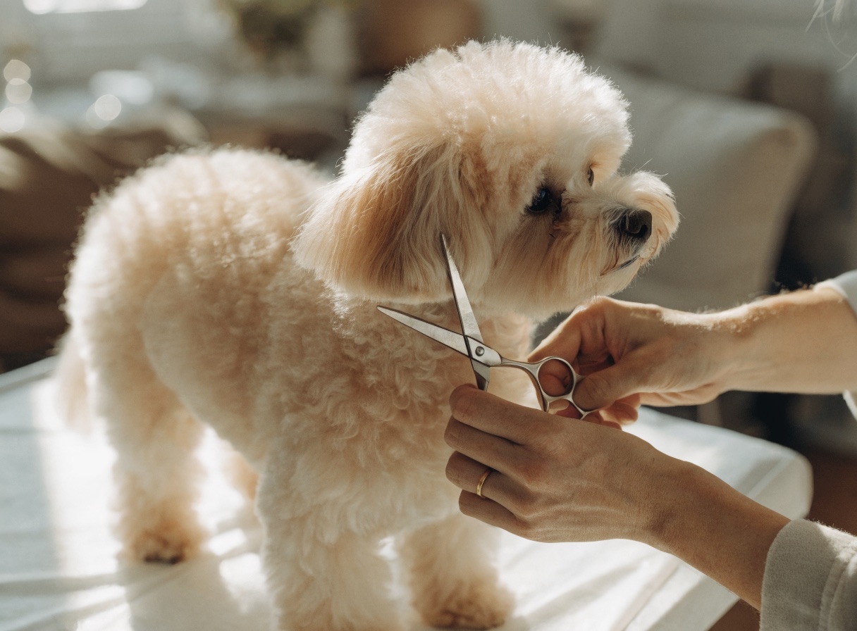 Toelettatura completa di un cane